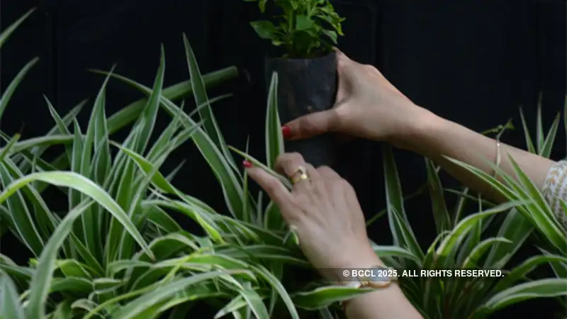 Planting A Tree You Can Access Government S Nurseries Online The The Forest Dept Will Launch A Project Called Hasiru That Put 6 Of Its Nurseries Online People Can Place Orders For Specific Plant Species