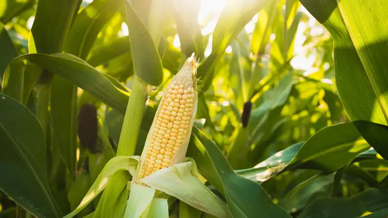 The Maize Handbook