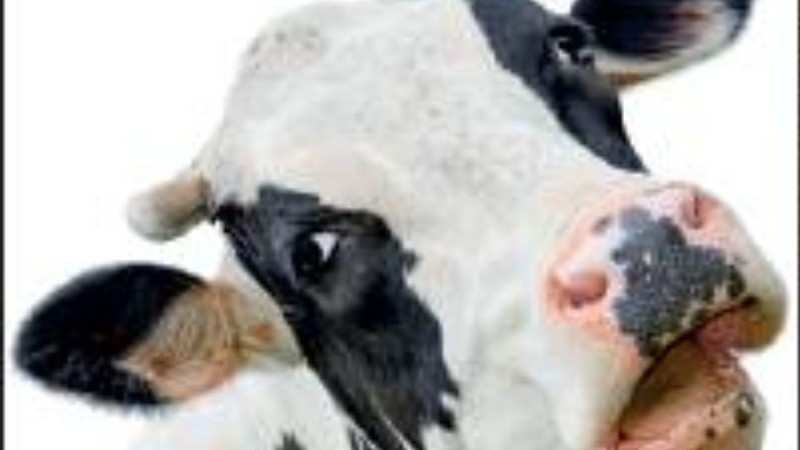 Tinder For Cows Helps Them Breed The Economic Times - 