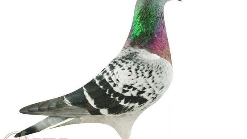 Meet Armando The Belgian Star Pigeon That Fetched Over 14 - 