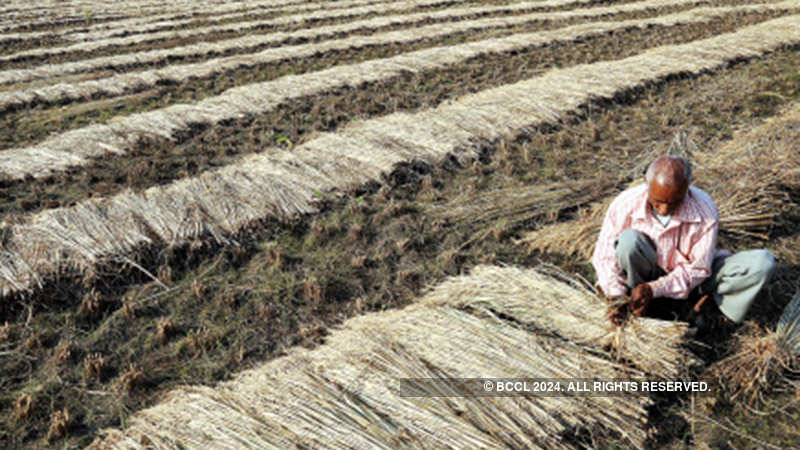 Rice Production In India To Shrink Due To Late Monsoon The - 