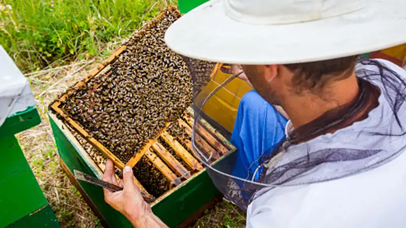 Government To Give Status Of Farmers To Landless Beekeepers - 