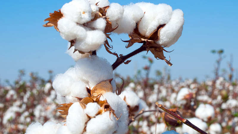 Cotton Cotton Futures Price May Rally Up To Rs 24 500 Level The - 