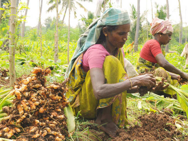 Turmeric Farmers Facing Lots Of Losses By Cultivating It