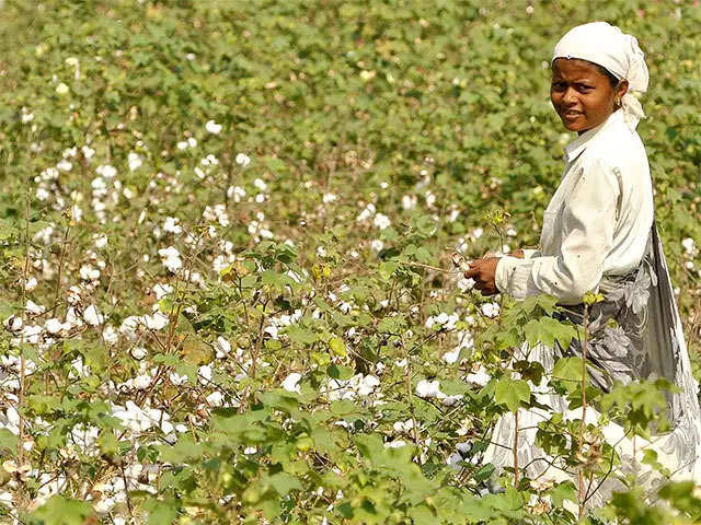 Telangana Cotton Prices 2019 - Telugu Agriculture News