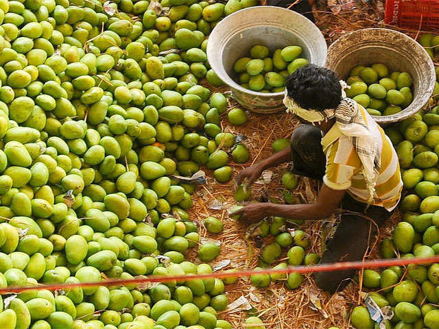 Andhra Pradesh Is The Highest Producer Of Mangoes In India