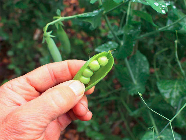peas controls diabetes type2