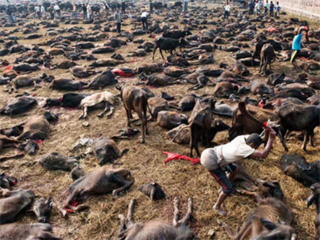 Image result for gadhimai