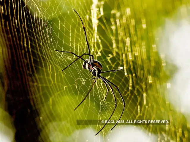 New Spider Species Named After Harry Potter New Spider Species Named After Harry Potter Characters