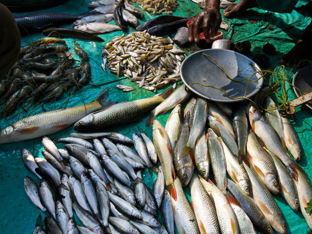 Fisheries Earning 25000 Per Month - Telugu Agricultural News
