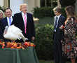 Donald Trump pardons Thanksgiving turkeys Drumstick and Wishbone