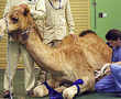 Dubai opens world's first camel hospital