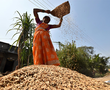 NASA-inspired technique boosts wheat production threefold