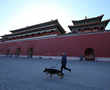 In Beijing's Forbidden City, no holiday for canine patrol