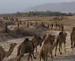 By Dead Sea, camels graze at Earth's lowest place