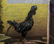 Why MP and Chhattisgarh are fighting over Kadaknath chicken