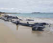 Most of over 150 stranded whales die on Australian beach