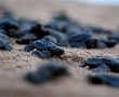 Olive Ridley turtles hatch in Mumbai after two decades