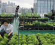 Hong Kong's skyline farms harvest more happiness than food