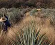 Tequila boom rooted in traditional farming techniques