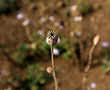 Myanmar hills embrace silkworms over poppies