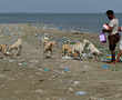 Pakistan fishermen feed islands full of strays