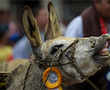 Donkey in farmgirl getup wins Colombian pageant