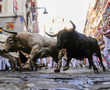 All you want to know about the Pamplona's running of the bulls