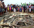 Indonesia mob kills hundreds of crocodiles after man dies