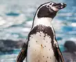 Humboldt Penguins to make Ahmedabad their home
