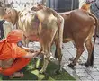 Patanjali will now start milking the dairy sector