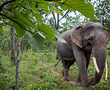 Fad for 'lucky' tail hair threatens Vietnam elephants