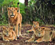 Gir lions' death: What's killing the pride of Gujarat?