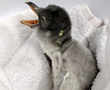 Eggs with benefits: Sydney's same-sex penguins become parents