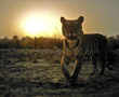 Crouching tigers, hidden cameras: Nepal counts its big cats by capturing