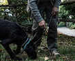 'For the dog, it's a game': sniffing out truffles in Italy