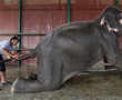 India's first elephant hospital opens in Mathura