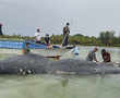 Dead whale had 115 plastic cups, 2 flip-flops in its stomach