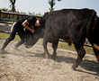 Fighters mix kung fu and bullfighting in China