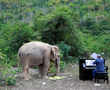 Classical piano soothes old elephants at Thai sanctuary