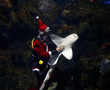 Santa Claus feeds sharks in giant aquarium