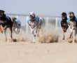 Fast and Furious: Dogs race at Abu Dhabi's Al Dhafra Festival