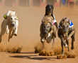 Dogs race at Abu Dhabi's Al Dhafra Festival