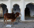 Why cows are taking over our farms, classrooms