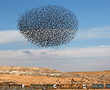 Migratory starlings put on spectacular performance over Israeli desert