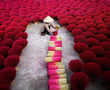 Vietnam's 'incense village' blazes pink ahead of lunar new year