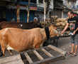 Delhi planning to club old age home with cow shelter