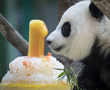 Panda celebrates first birthday in Malaysian zoo with ice cake