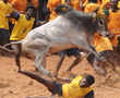 Jallikattu: A contested sport injures dozens