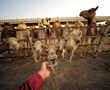 India milks a profit in quest to bump camel numbers